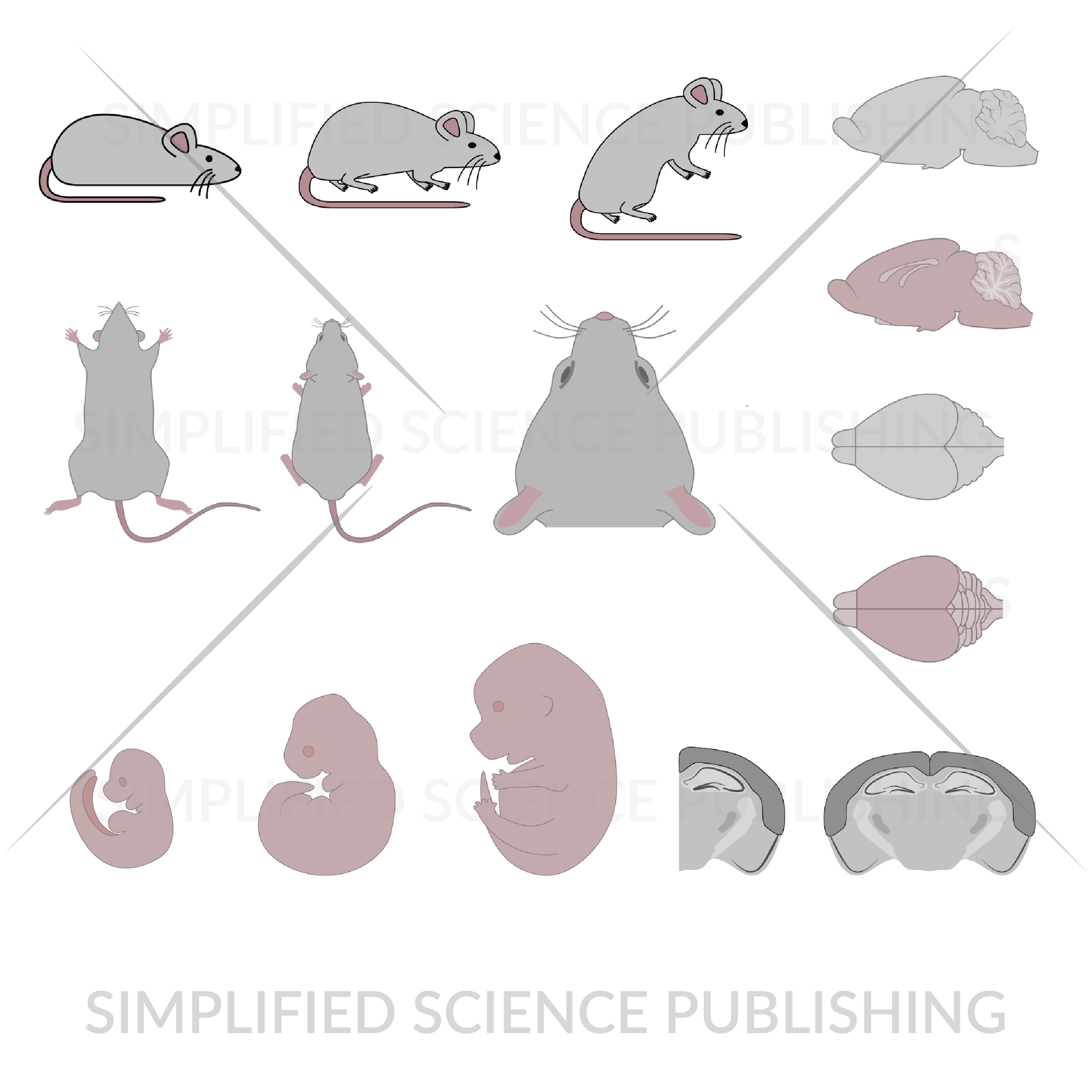 mouse drawing examples for scientific papers