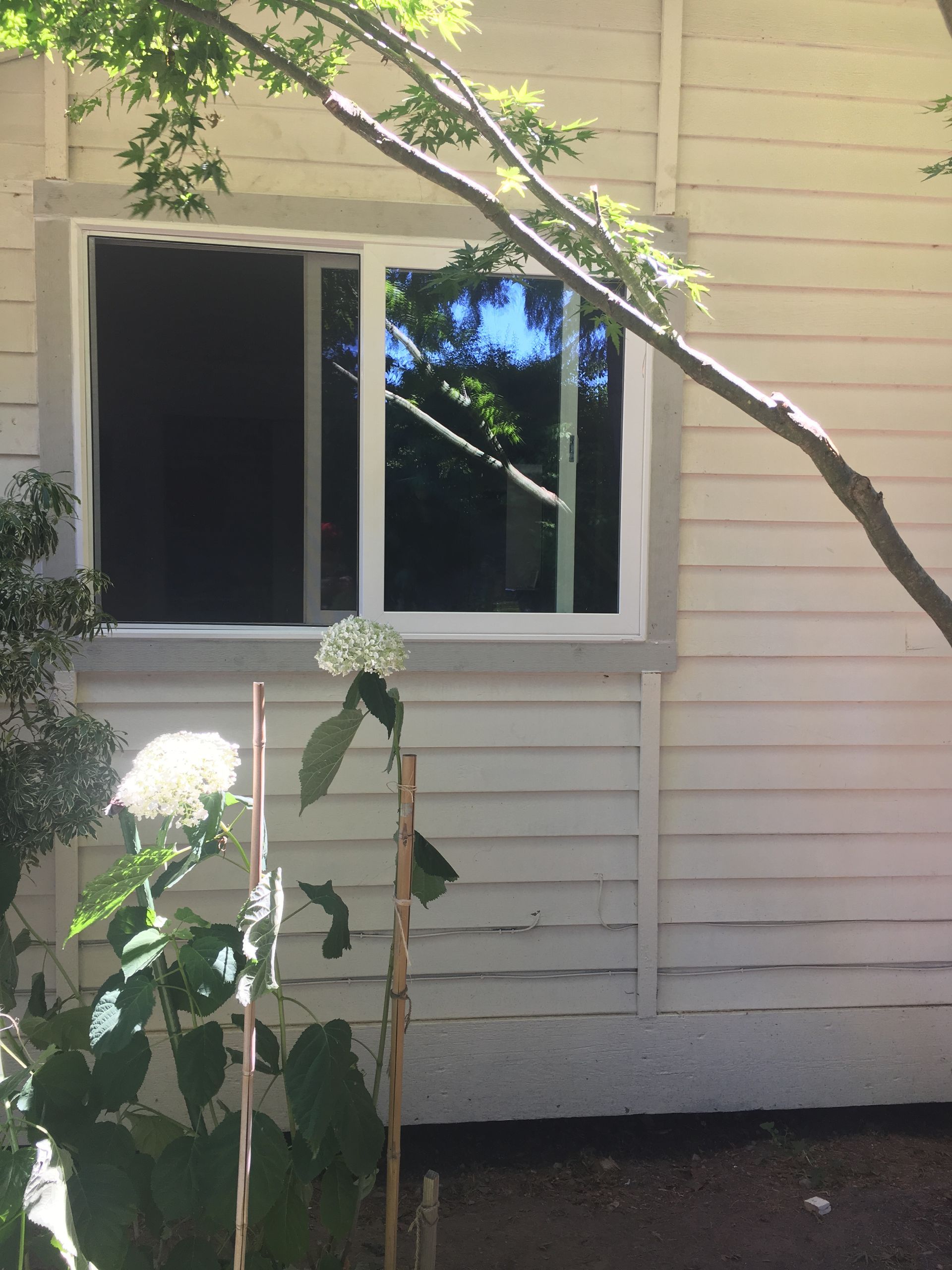 White window on a cream-colored building, with a flowering plant in front and tree branches above.