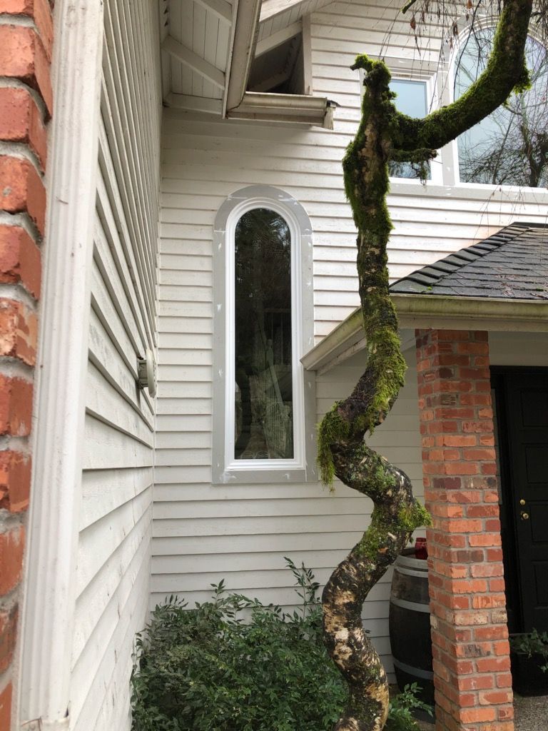 Tall arched window on a light gray house exterior next to a tree with a twisted, mossy trunk.