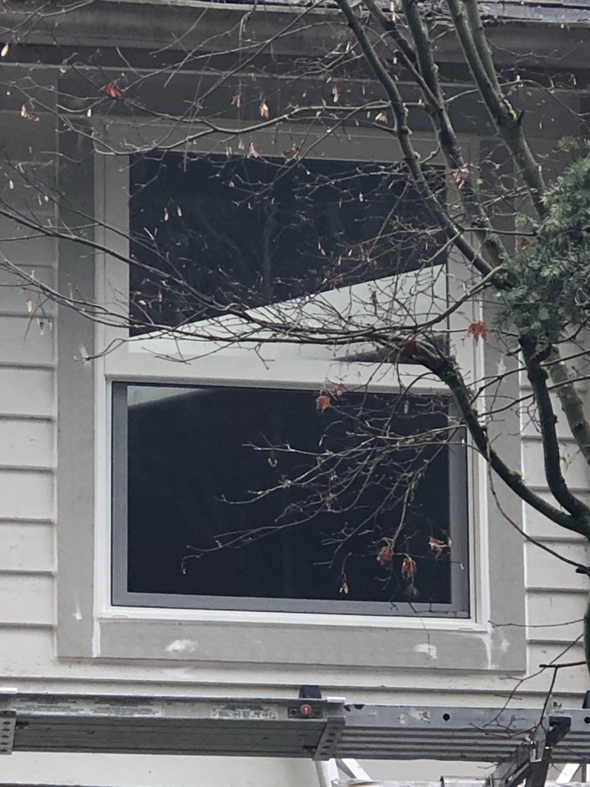 Window in white siding with a gray frame; tree branches obscure the view.