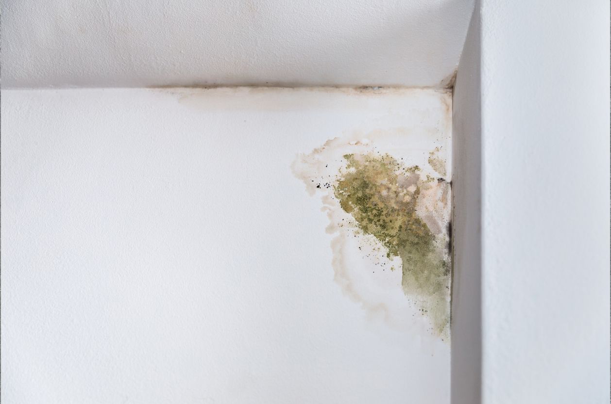 a white wall with green mold growing on it 