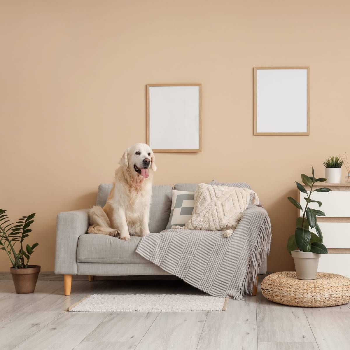 Golden Retriever sits on a gray sofa in a living room, with blank framed pictures and plants.