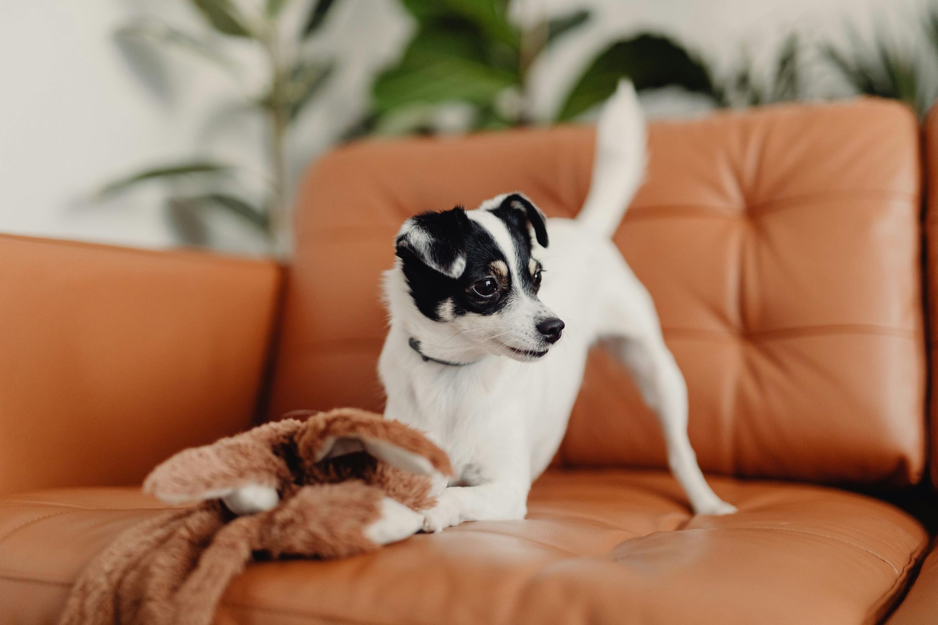 Dog with black and white markings on a brown couch with a stuffed bunny.