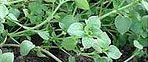 A close up of a plant with green leaves growing out of the ground.