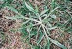 A close up of a plant with a lot of leaves on the ground.