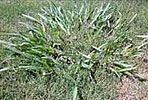 A close up of a plant growing in the grass.