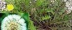 A close up of a dandelion flower with a yellow center surrounded by green leaves.