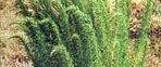 A close up of a field of grass with trees in the background.