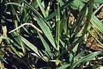 A close up of a plant with lots of green leaves.