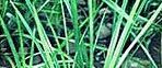 A close up of a plant with lots of green leaves.