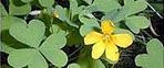 A close up of a yellow flower surrounded by green leaves.