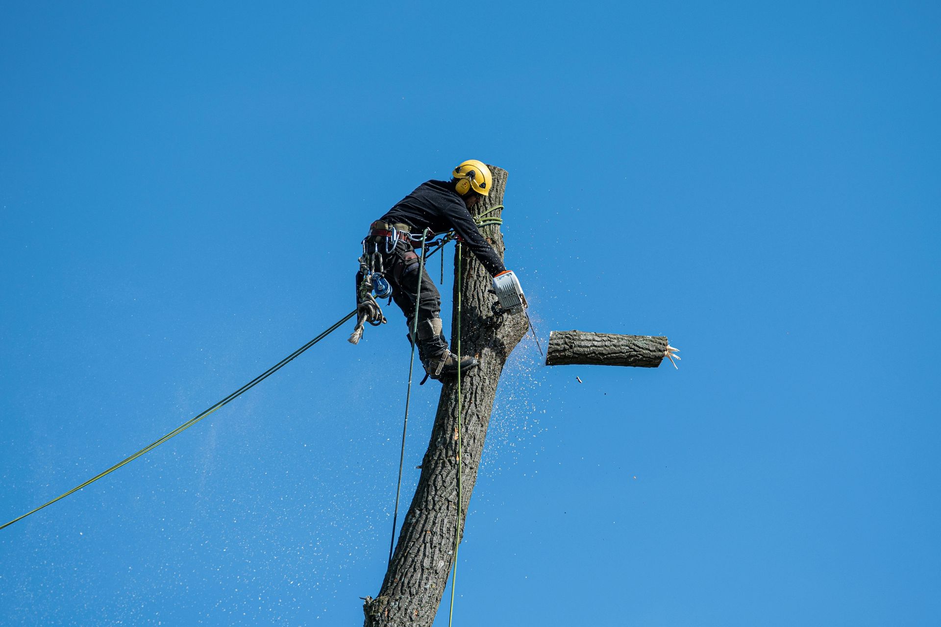 A man is cutting a tree branch with a chainsaw.