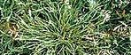 A close up of a plant with a lot of green leaves.