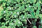 A close up of a plant with lots of green leaves and flowers.