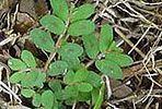 A small green plant is growing out of the ground.