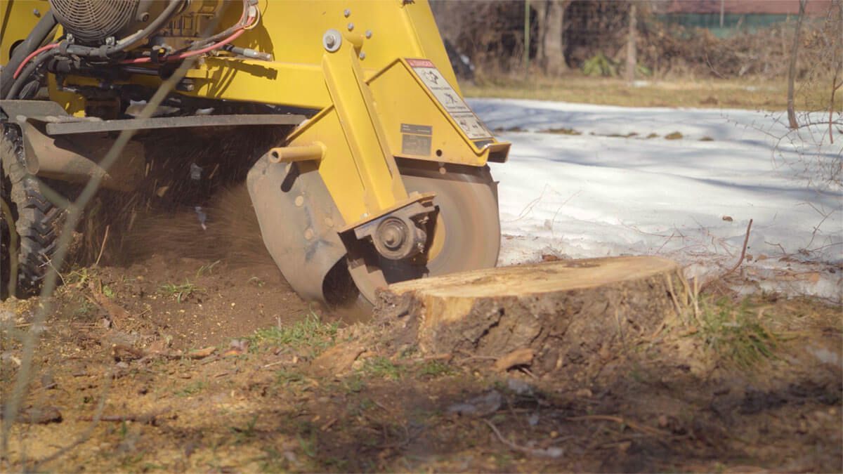 A yellow tractor is stump grinding a tree stump in a lawn.