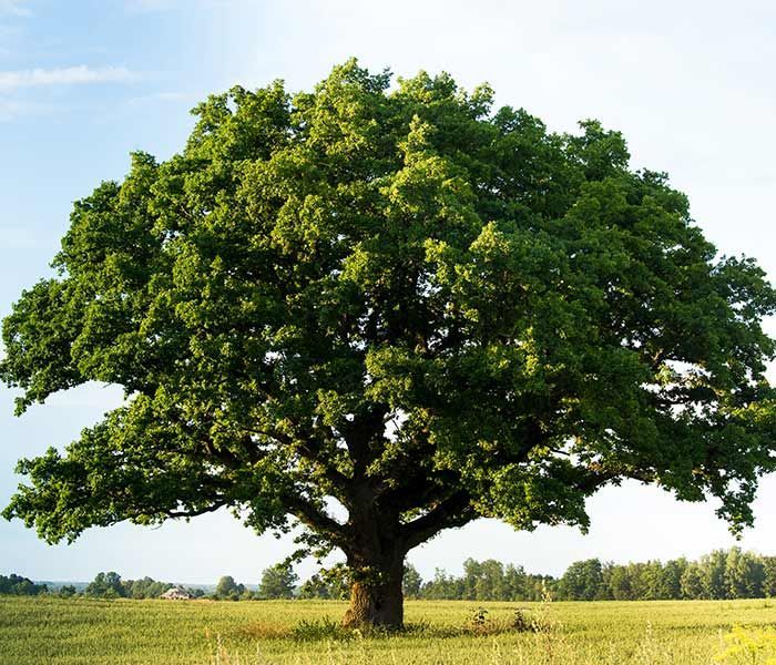 A large tree in the middle of a grassy field