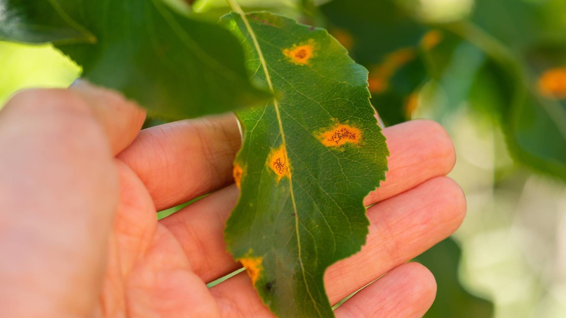 A person is holding a green leaf with rust spots on it.