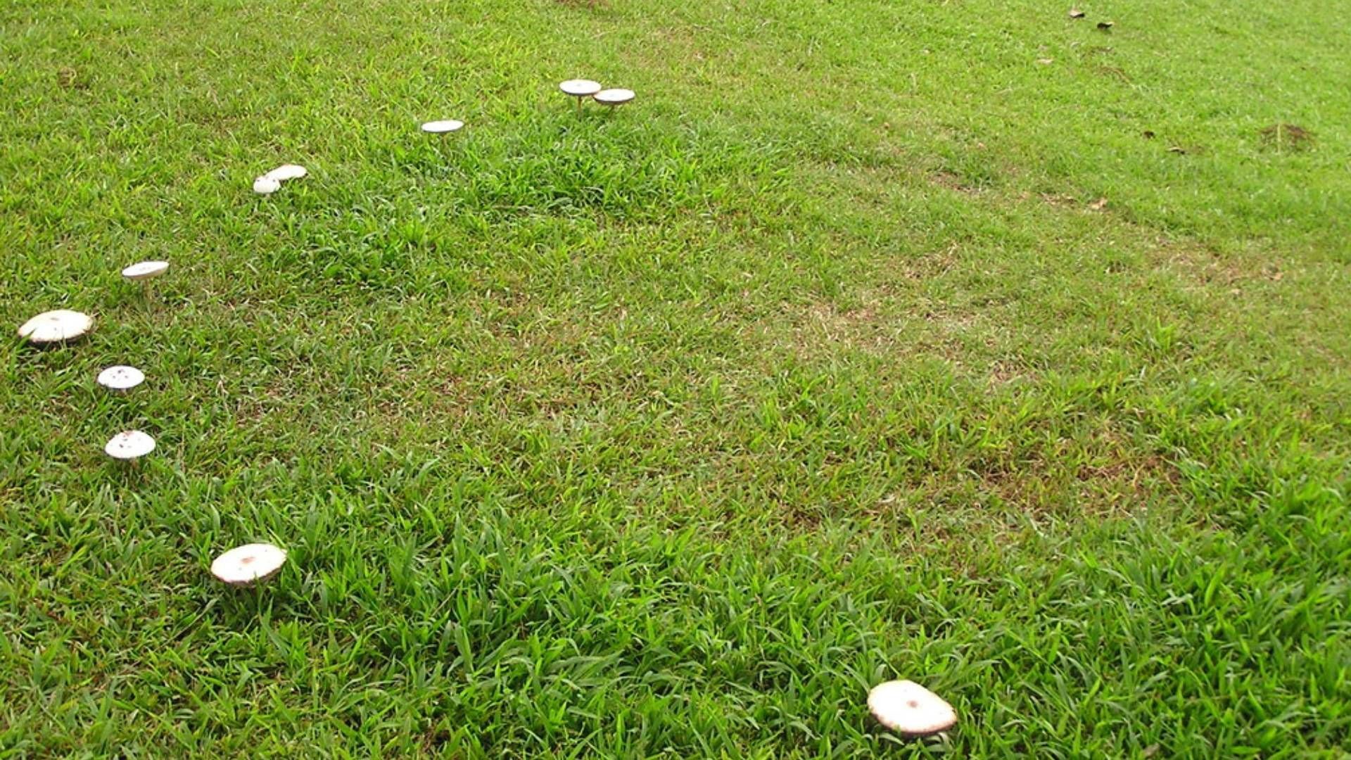 A circle of mushrooms are growing in the grass.