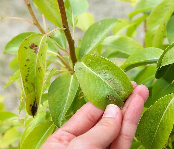 A person is holding a green leaf with brown spots on it.