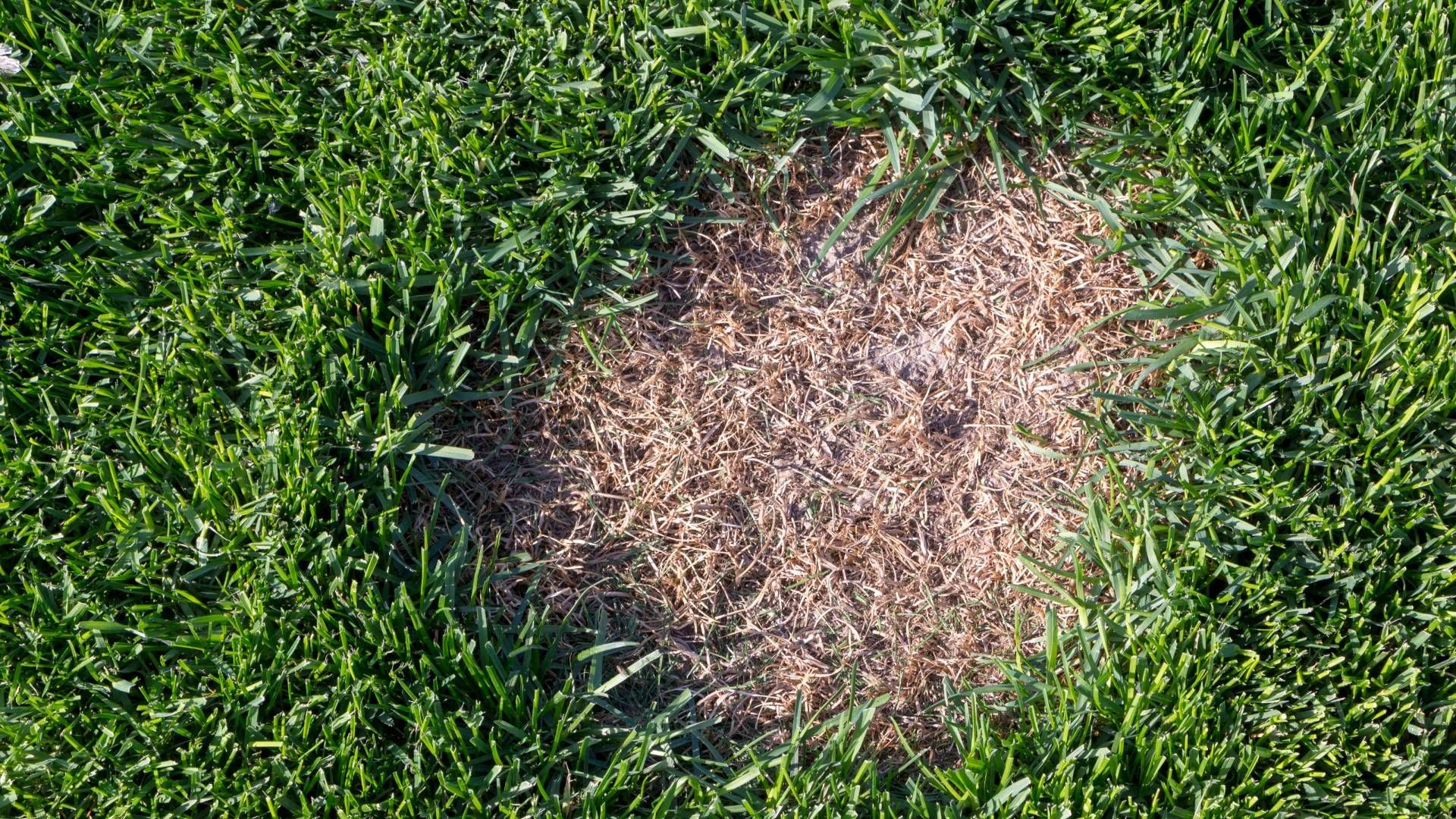 A patch of brown grass in the middle of a lush green field.