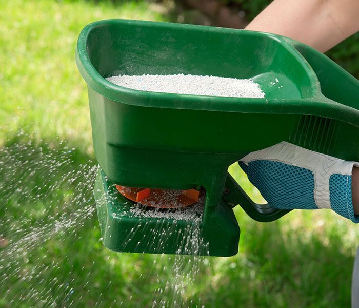 A person is spreading fertilizer on a lush green lawn.