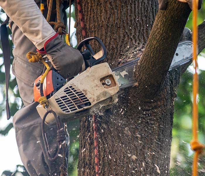 A man is cutting a tree branch with a chainsaw.