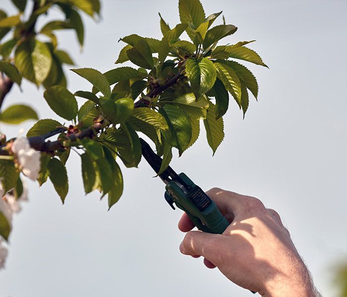 A person is cutting a tree branch with a pair of scissors