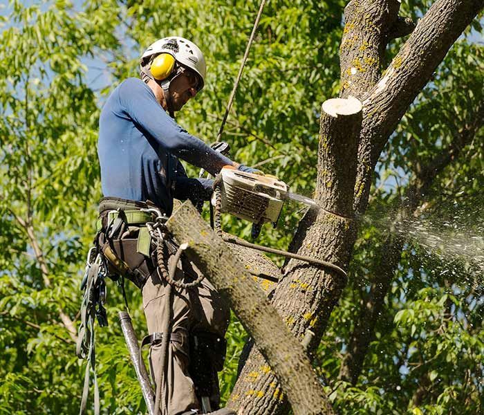 A man is cutting a tree branch with a chainsaw.