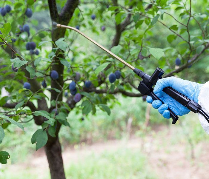 A person is spraying a tree with a sprayer.