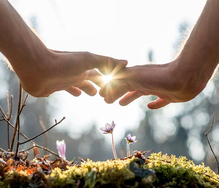 A couple of hands reaching out towards the sun.