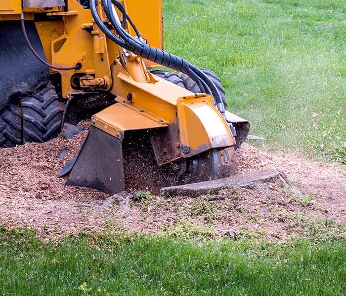 A yellow tractor is stump grinding a tree stump in a lawn.