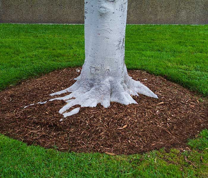 The roots of a tree are covered in mulch