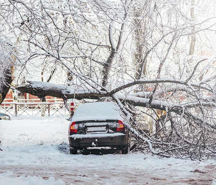 A car is sitting under a fallen tree in the snow.