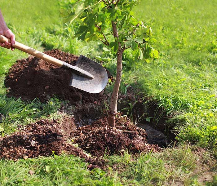 A person is planting a tree with a shovel.