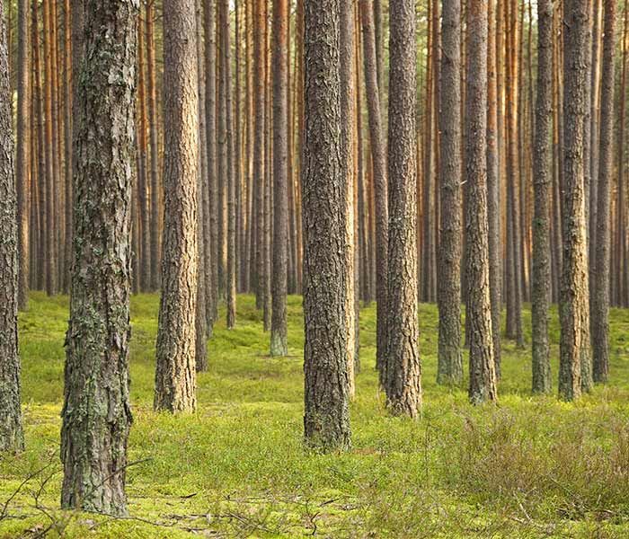 A forest filled with lots of trees and grass