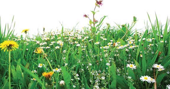 A field of grass and flowers with a white background.