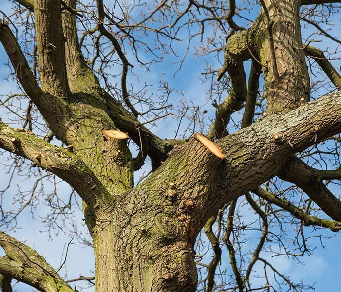 A tree with a broken branch in the middle of it.