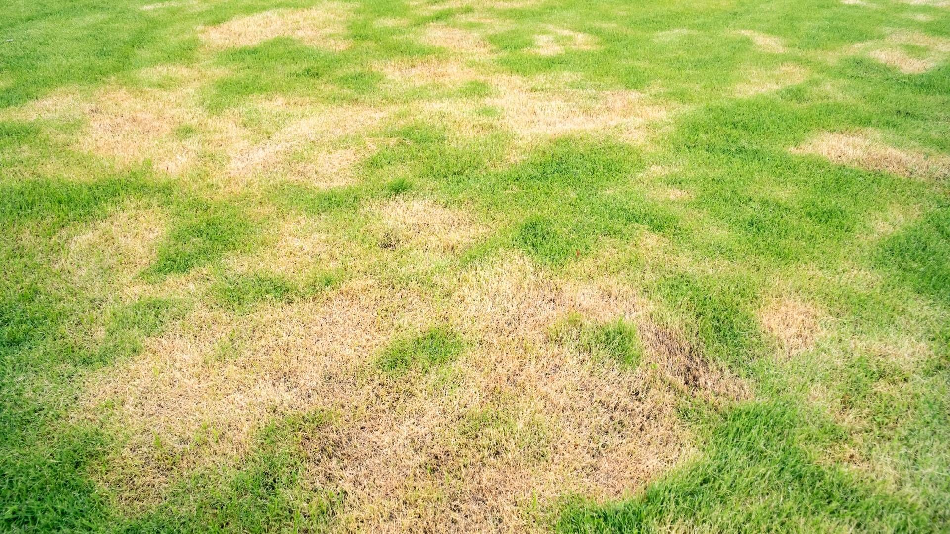 A field of green grass with brown spots on it.