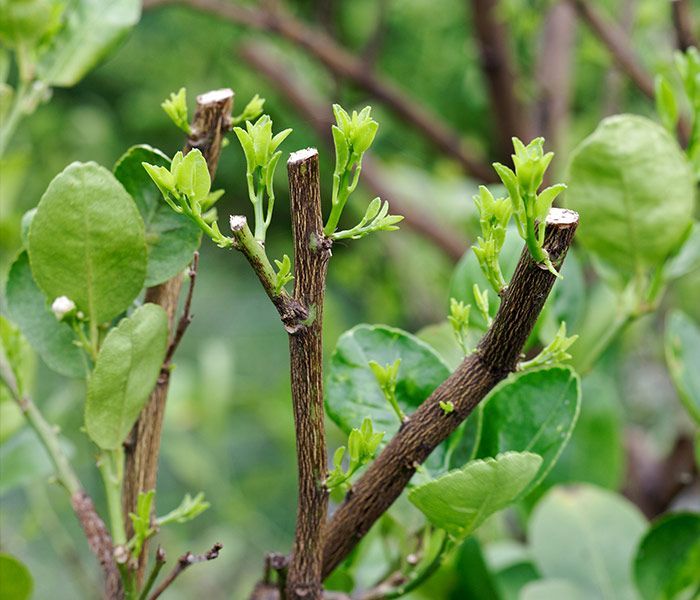 A close up of a tree branch with green leaves growing out of it.