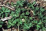 A bunch of green plants are growing in the dirt.