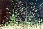 A close up of a field of tall grass with a dark background.