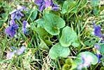 A bunch of purple flowers are growing in the grass.