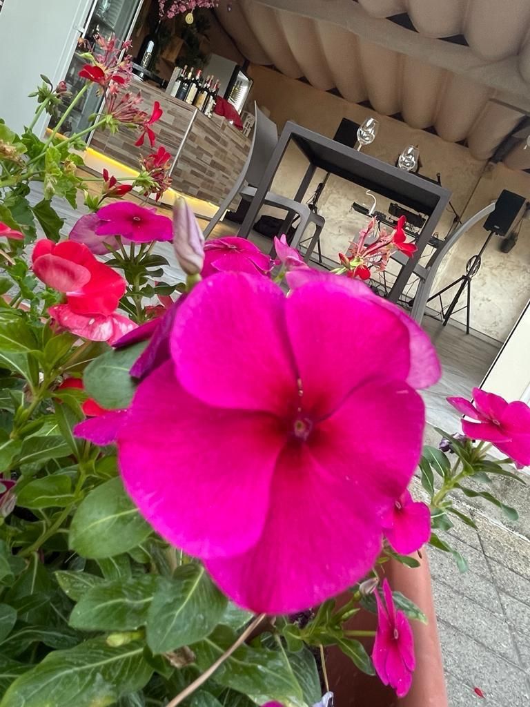 Un primo piano di un fiore rosa in un giardino.