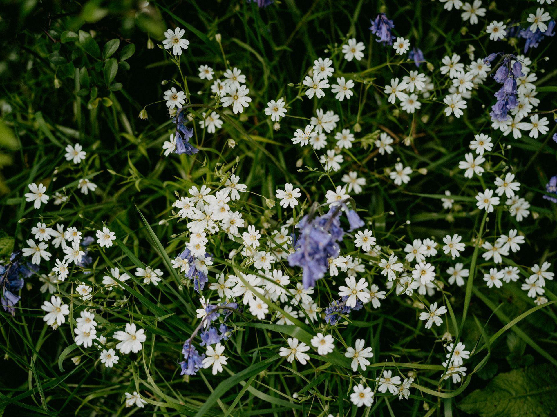 White and purple wildflowers in a bed of green grass.