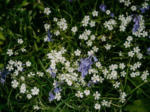 White and purple wildflowers in a bed of green grass.