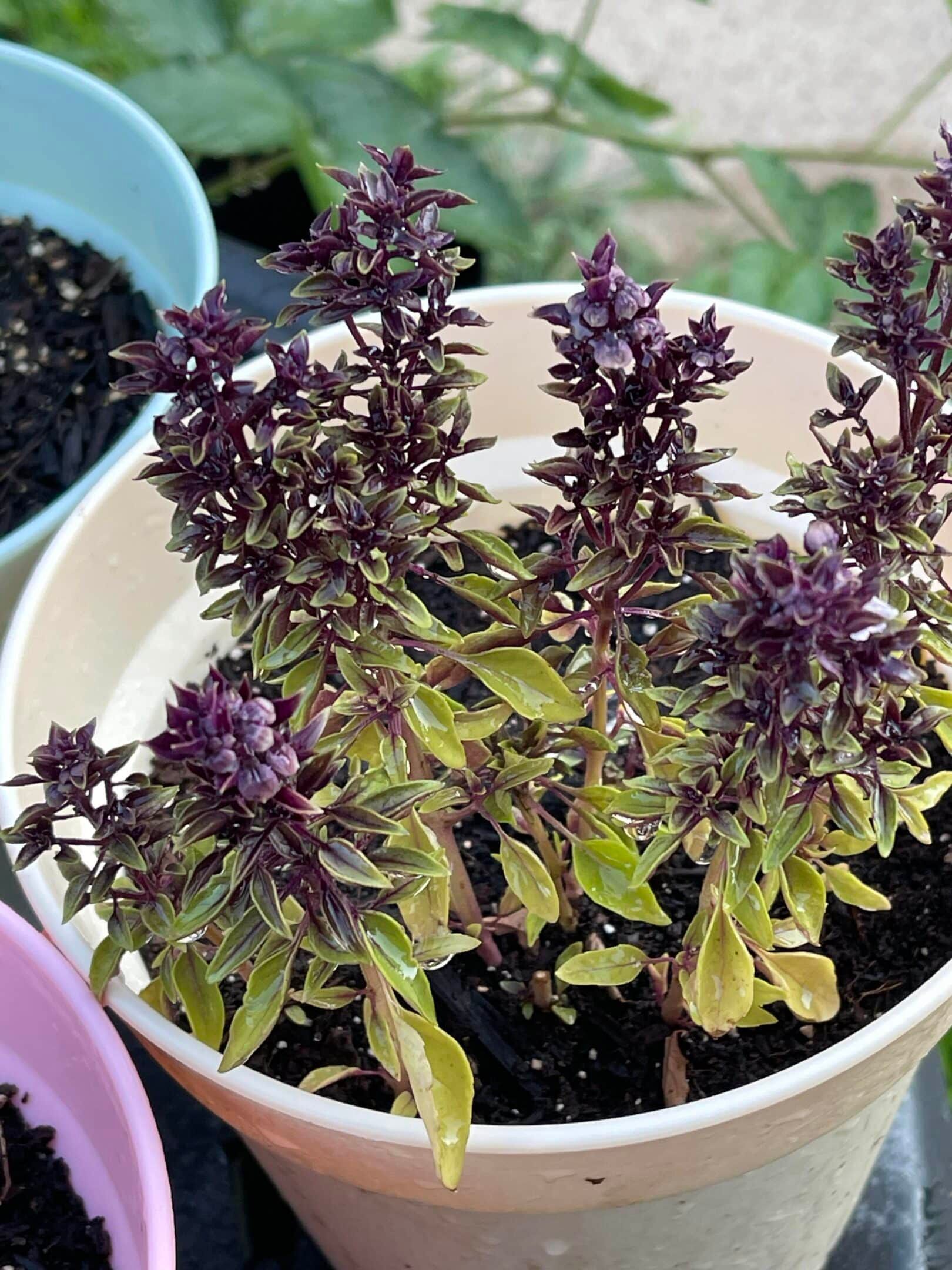 Purple basil plant with yellow-green leaves in a white pot, seen from above.