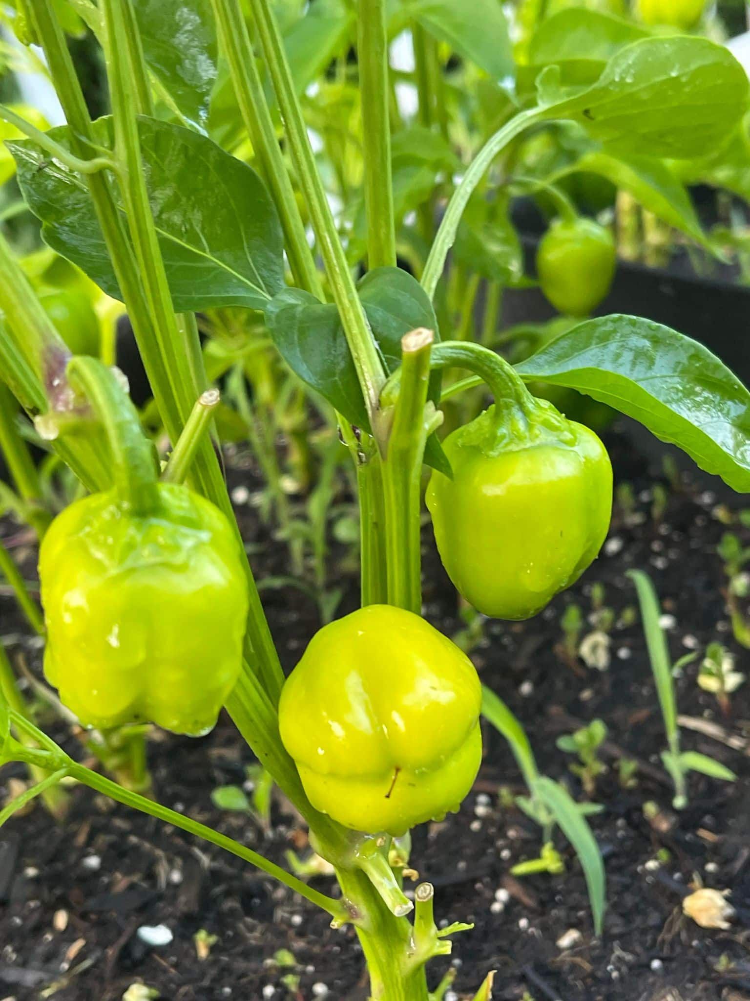 Green bell peppers growing on a plant in a garden setting.