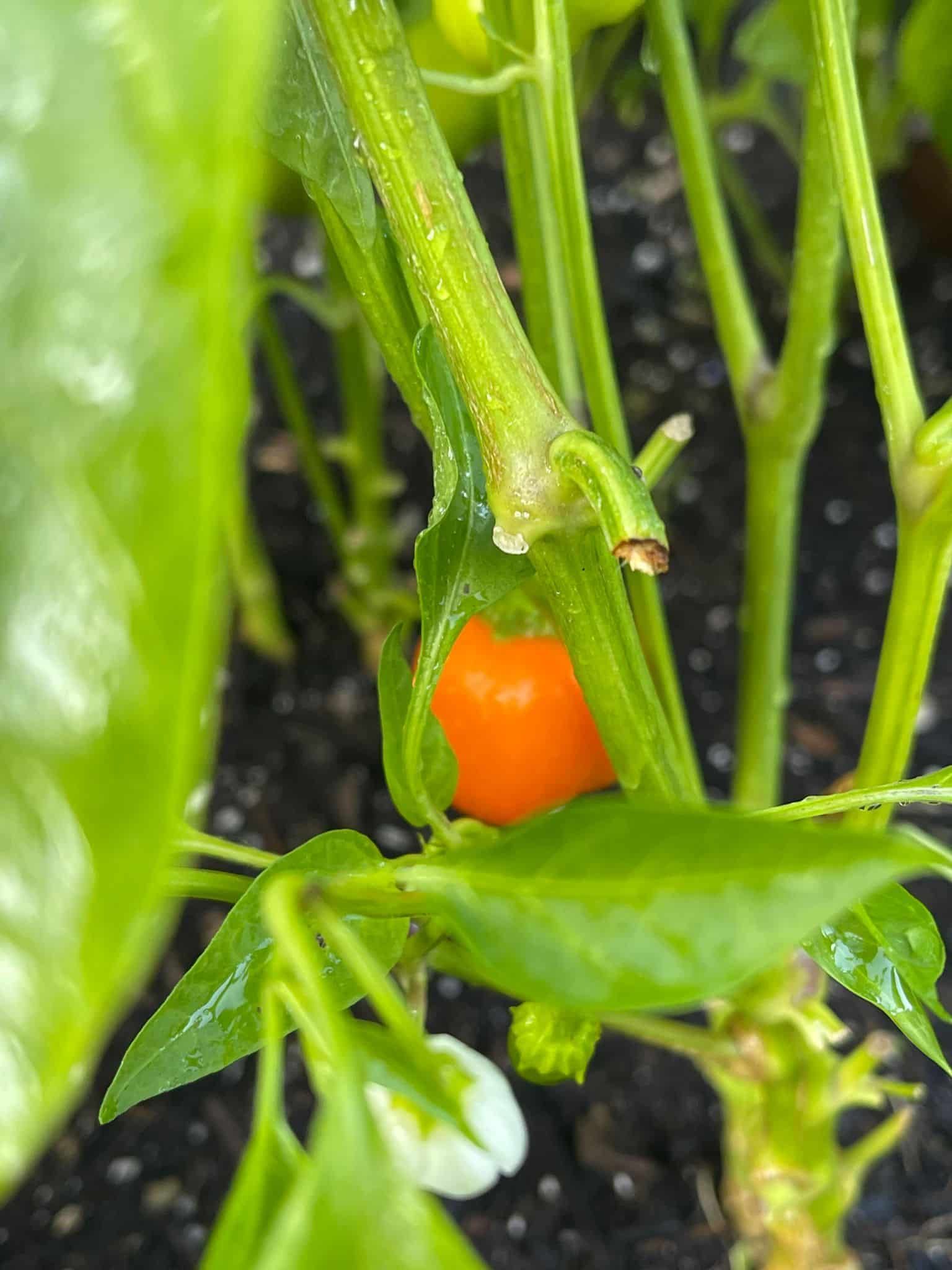 Orange pepper growing on a plant, surrounded by green leaves and stems.
