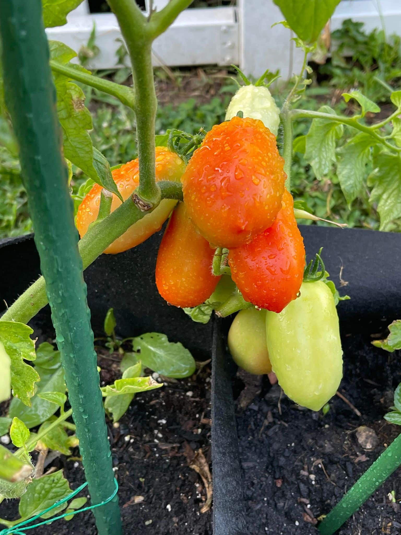 Tomato plant with clusters of orange-red, oblong tomatoes. Some tomatoes are still green. The plant is growing in a black container.